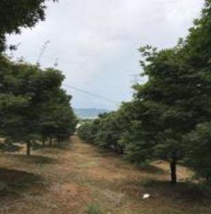 浙江15一22公分红枫2批发/供应