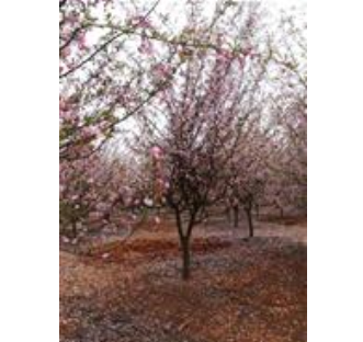 嵊州6-8公分垂丝海棠