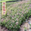 绿叶绣线菊