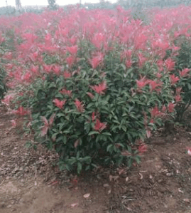 2019-05-27_122740