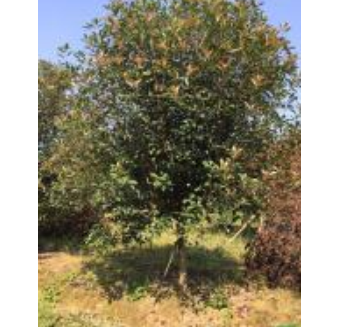 浙江红叶石楠*新报价/红叶石楠图片