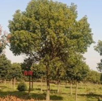 江苏[产品]/江苏香樟树/14公分香樟价格/15/16/17公分香樟量大价格/报价