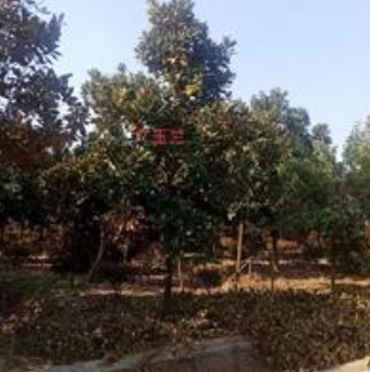 江苏[产品]/江苏广玉兰/大规格广玉兰/12公分广玉兰价格/2019年*新的广玉兰价格价格/报价