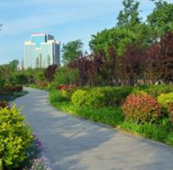 供应金叶女贞、金边黄杨、红叶小波、海桐、大叶黄杨、小叶黄杨