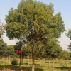 江苏[产品]/江苏香樟树/14公分香樟价格/15/16/17公分香樟量大价格/报价