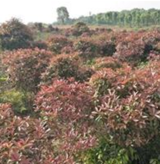 供应大量红叶石楠