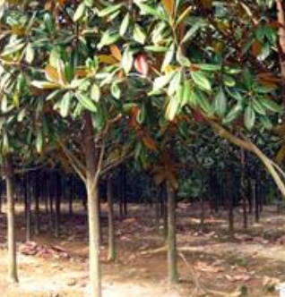 广玉兰低价处理