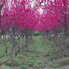红叶碧桃 重瓣红花 含红碧桃 湖南碧桃 观花观叶树种