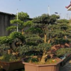 造型罗汉松 景观罗汉松 小叶罗汉松 罗汉松盆景