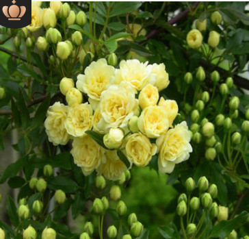 木香花苗黄白红色木香花藤攀缘植物爬藤花卉浓香型七里香绿化苗木