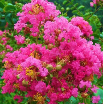 基地直销紫薇树苗 红花紫薇树苗 百日红树苗 紫薇 规格齐全价格优