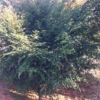 1米高红豆杉、2公分红豆杉、3公分红豆杉