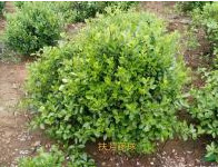 扶芳藤球*新价格/扶芳藤球报价