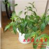 大量批发盆栽植物 夜来香 家庭 办公室 丁香净化空气驱蚊
