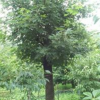 五角枫，三角枫，黄栌，杜仲，桂花，流苏，山茱萸，