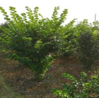 武汉丰沃园园林绿化有限公司苗圃提供丛生紫荆