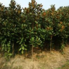 *新广玉兰价格，广玉兰小苗基地