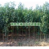 江苏南京*新大叶女贞价格，实际市场成交价