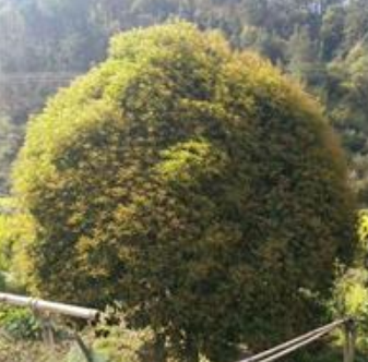 浙江湖州地区香桂花