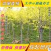 金叶榆直销 树形优美姿态喜人2-10公分高干中华金叶榆树 规格齐全
