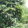 长期供应桂花球（丛生桂花）桂花报价