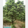 杨梅：杨梅价格杨梅生产基地供应精品杨梅当前市场行情好