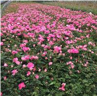 南阳地区供应应粉色丰花月季、藤本月季