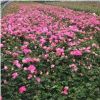 南阳地区供应应粉色丰花月季、藤本月季