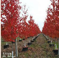 美国红枫精品大树