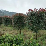 福建地区供应红叶石楠柱