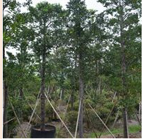 福建地区供应4-12公分竹柏