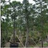 福建地区供应4-12公分竹柏