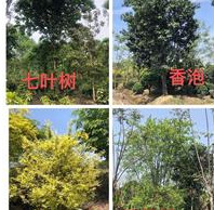 七叶树、香泡、金叶水蜡、三角枫：紫珠、锦带花、红叶石楠柱