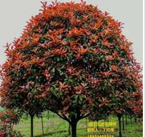 精品独杆红叶石楠树基地直销