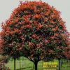 精品独杆红叶石楠树基地直销