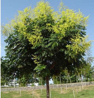 基地直销绿化苗木 优质栾树苗 防护树黄山栾树 1-20公分规格全