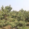 厂家直销 常年供应绿化黑松树造型松树四季常青油松黑松 量大价优