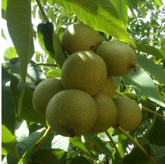 湖南果树苗嫁接大壳薄核桃树果苗9818核桃苗指捏即破果树苗批发