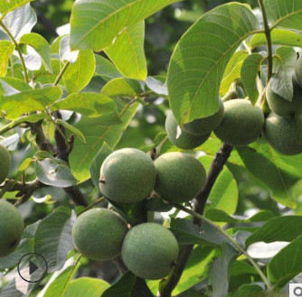 核桃树嫁接香玲核桃树 8518核桃树基地成活高纸皮核桃树