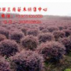 红花继木球