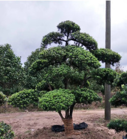 供应【 造型罗汉松 】小叶罗汉松造型,多年精品造型,别墅风景树