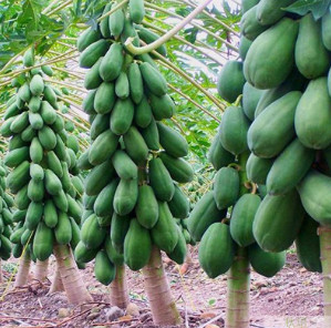 番木瓜种子海南红心木瓜籽营养丰富的庭院阳台果树种四季易种20粒