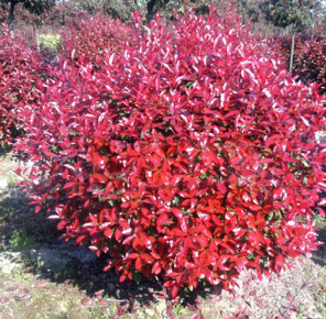 【大毅苗木】本苗圃大量供应红叶石楠工程苗