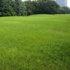 出售草坪【高羊茅】绿化苗木 量大优惠 园林绿化专用草坪