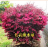 长期供应红花继木球，铜壳含笑球