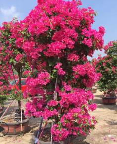 自然型红花三角梅 室内红色三角梅 庭院观花绿植盆栽 厂家直销