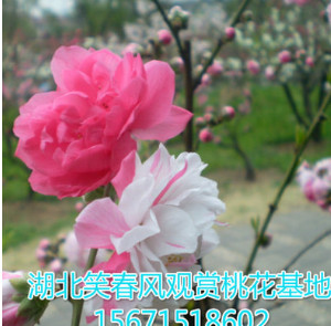 菊花碧桃最好品种 菊花碧桃最好品种 菊花碧桃最好品种 菊花碧桃