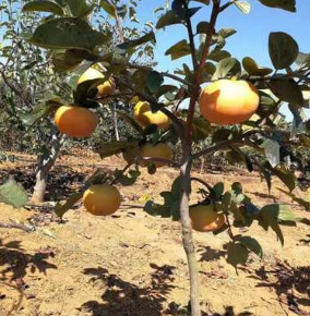山西柿子树苗、山西柿子树苗、山西柿子树苗、山西柿子树苗、