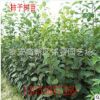 柿子树 现货供应大规格柿子树价格 5公分8公分10公分柿子树产地