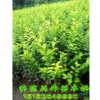 1500万金叶女贞、金叶女贞价格、金叶女贞小苗、批发金叶女贞